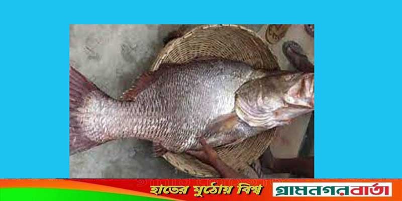 ২৫ কেজি ওজনের ‘ভোল’ মাছ চার লাখ ৮০ হাজার টাকায় বিক্রি ২৫ কেজি ওজনের ‘ভোল’ মাছ চার লাখ ৮০ হাজার টাকায় বিক্রি