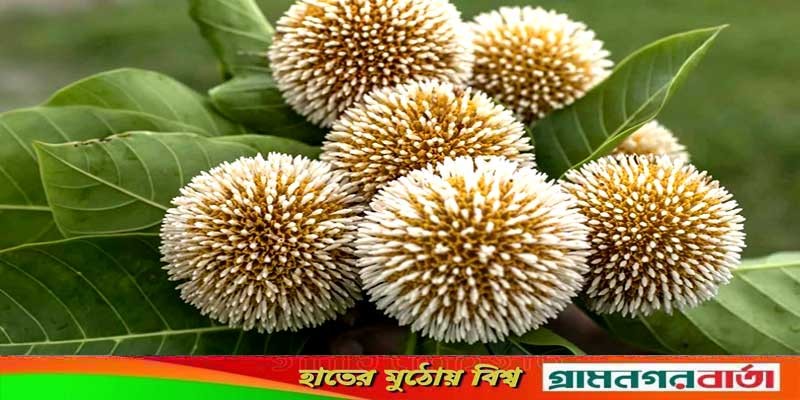 আষাঢ়ের প্রথম দিন আজ আষাঢ়ের প্রথম দিন আজ