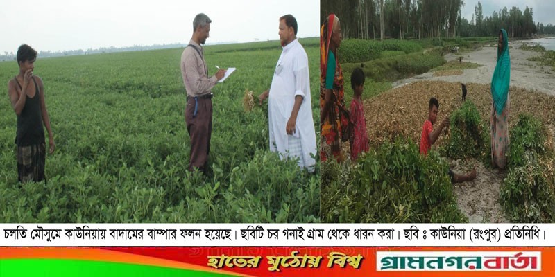 কাউনিয়ায় চলতি মৌসুমে তিস্তার বালু চরে বাদামের বাম্পার ফলন কাউনিয়ায় চলতি মৌসুমে তিস্তার বালু চরে বাদামের বাম্পার ফলন