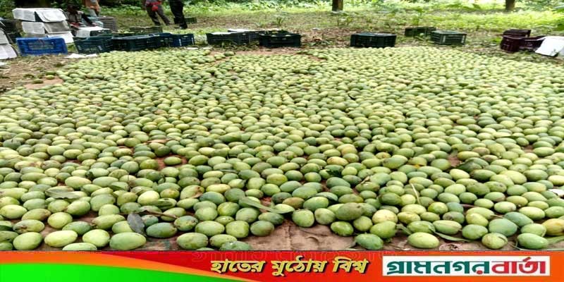 মেহেরপুরের আম যাচ্ছে বিদেশে মেহেরপুরের আম যাচ্ছে বিদেশে