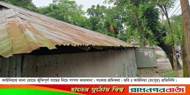 কাউনিয়ায় ঝুঁকিপূর্ণ গাছের নীচে কাজ করে পাপস শ্রমিকরা কাউনিয়ায় ঝুঁকিপূর্ণ গাছের নীচে কাজ করে পাপস শ্রমিকরা