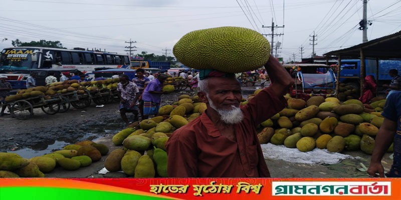 শ্রীপুরের জৈনা বাজার সবচেয়ে বড় কাঁঠালের হাট শ্রীপুরের জৈনা বাজার সবচেয়ে বড় কাঁঠালের হাট