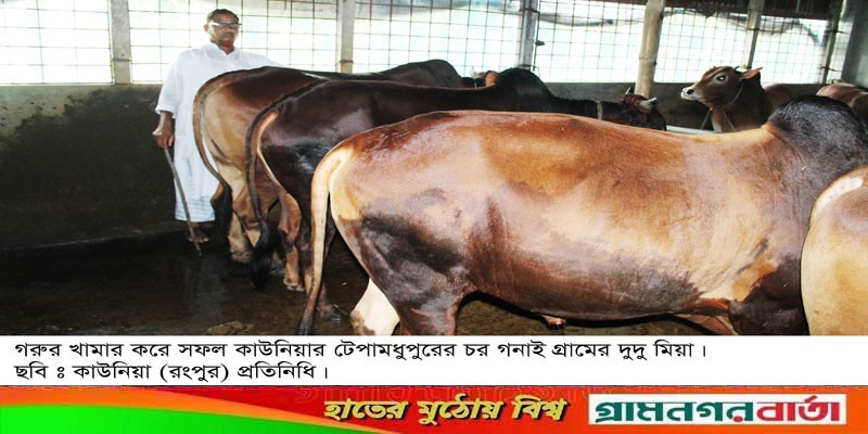 গরুর খামার করে দৃষ্টান্ত স্থাপন করেছে কাউনিয়ার দুদু মিয়া গরুর খামার করে দৃষ্টান্ত স্থাপন করেছে কাউনিয়ার দুদু মিয়া