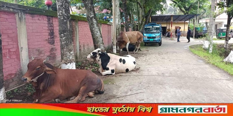 কালকিনিতে চোরাইকৃত ৪টি গরু সহ ডাকাতচক্রের ৫ সদস্য আটক কালকিনিতে চোরাইকৃত ৪টি গরু সহ ডাকাতচক্রের ৫ সদস্য আটক