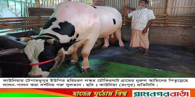 কাউনিয়ায় পিতৃস্নেহে পালন করা সুলতানের দাম ওঠেছে ১০ লাখ টাকা কাউনিয়ায় পিতৃস্নেহে পালন করা সুলতানের দাম ওঠেছে ১০ লাখ টাকা