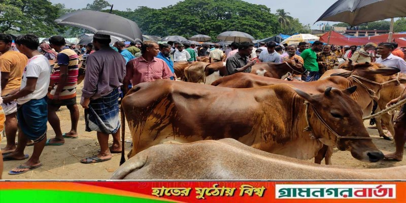 নন্দীগ্রামে রণবাঘায় কোরবানির পশুর হাট জমে উঠেছে নন্দীগ্রামে রণবাঘায় কোরবানির পশুর হাট জমে উঠেছে