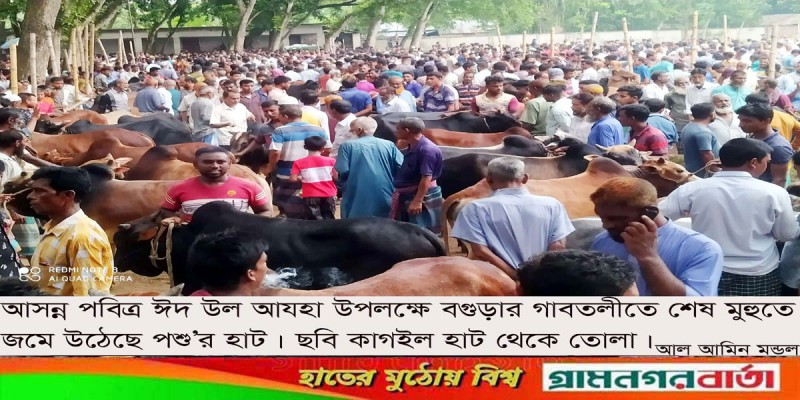গাবতলীতে শেষ মুহুতে জমে উঠেছে কোরবানী পশু’র হাট গাবতলীতে শেষ মুহুতে জমে উঠেছে কোরবানী পশু’র হাট
