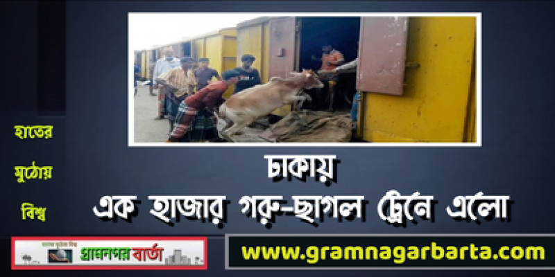 ঢাকায় এক হাজার গরু-ছাগল ট্রেনে এলো ঢাকায় এক হাজার গরু-ছাগল ট্রেনে এলো