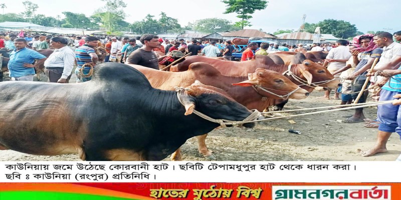 কাউনিয়ায় জমে উঠেছে কোরবানির সকল পশুর হাট কাউনিয়ায় জমে উঠেছে কোরবানির সকল পশুর হাট