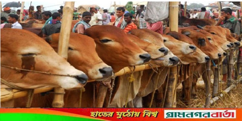 এ বছর কোরবানি হয়েছে ৯৯,৫০,৭৬৩ গবাদিপশু এ বছর কোরবানি হয়েছে ৯৯,৫০,৭৬৩ গবাদিপশু