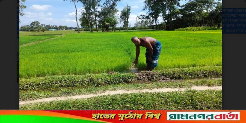 ভরা বর্ষায় বৃষ্টি না হওয়ায় আমন চাষ নিয়ে বিপাকে কৃষকরা ভরা বর্ষায় বৃষ্টি না হওয়ায় আমন চাষ নিয়ে বিপাকে কৃষকরা