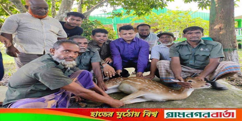 শরনখোলা থেকে হরিণ ও অজগর উদ্ধার শরনখোলা থেকে হরিণ ও অজগর উদ্ধার