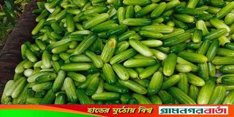 বাগেরহাটে শসার দরপতনে হতাশ চাষিরা বাগেরহাটে শসার দরপতনে হতাশ চাষিরা