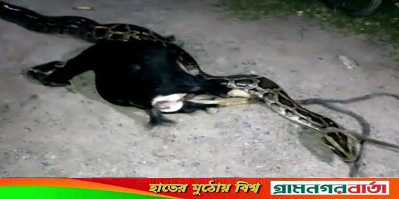 অজগরের আক্রমণে ছাগলের মৃত্যু, সুন্দরবনে অবমুক্ত অজগরের আক্রমণে ছাগলের মৃত্যু, সুন্দরবনে অবমুক্ত