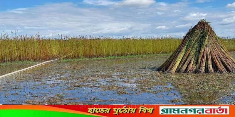 মাদারীপুরে ভরা বর্ষায়ও পানি নেই মাঠে-ঘাটে, পাট নিয়ে বিপাকে চাষিরা মাদারীপুরে ভরা বর্ষায়ও পানি নেই মাঠে-ঘাটে, পাট নিয়ে বিপাকে চাষিরা