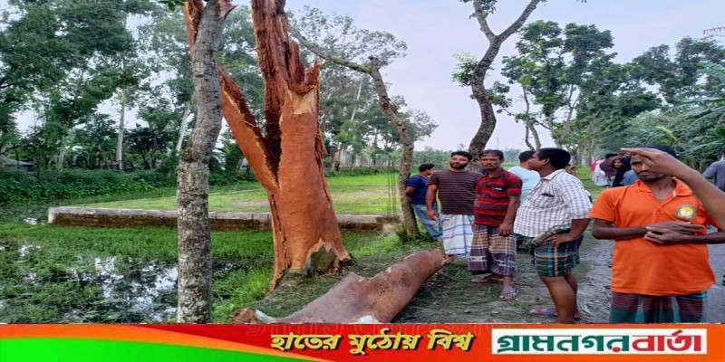 কাউনিয়ার গাছের উপর বিজলি পরে গাছ ফেটে চৌচির কাউনিয়ার গাছের উপর বিজলি পরে গাছ ফেটে চৌচির