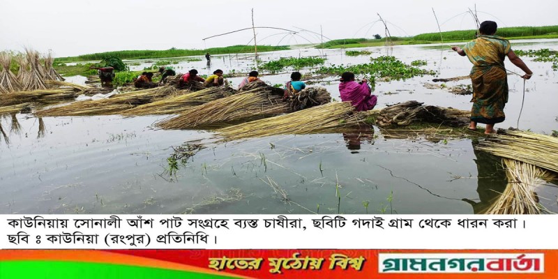 কাউনিয়া সোনালী আঁশ পাট সংগ্রহে ব্যস্ত চাষীরা কাউনিয়া সোনালী আঁশ পাট সংগ্রহে ব্যস্ত চাষীরা