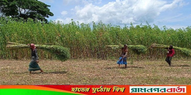 ডোবা-জলাশয়ে পানি নেই, পাট পচানো নিয়ে দুশ্চিন্তায় চাষিরা ডোবা-জলাশয়ে পানি নেই, পাট পচানো নিয়ে দুশ্চিন্তায় চাষিরা