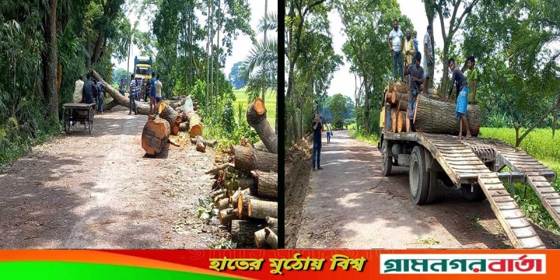 কালকিনিতে অর্ধ কোটি টাকার গাছ আড়াই লাখ টাকায় বিক্রয়ের অভিযোগ কালকিনিতে অর্ধ কোটি টাকার গাছ আড়াই লাখ টাকায় বিক্রয়ের অভিযোগ