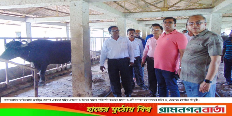 বাগেরহাটে প্রাণী সম্পদ মন্ত্রনালয়ের সচিব’র মহিষ খামার পরিদর্শন বাগেরহাটে প্রাণী সম্পদ মন্ত্রনালয়ের সচিব’র মহিষ খামার পরিদর্শন