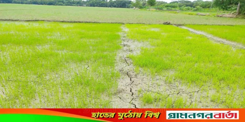 পানির অভাবে আমন চাষ করতে পারছেন না শরণখোলার কৃষকেরা পানির অভাবে আমন চাষ করতে পারছেন না শরণখোলার কৃষকেরা