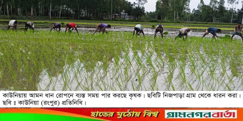 কাউনিয়ায় আমন ধান রোপনে ব্যস্ত সময় পার করছে কৃষক কাউনিয়ায় আমন ধান রোপনে ব্যস্ত সময় পার করছে কৃষক