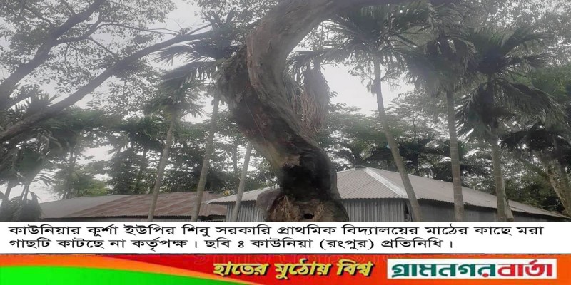 কাউনিয়ায় মরা গাছ কাটতে কর্তৃপক্ষের গড়িমসি কাউনিয়ায় মরা গাছ কাটতে কর্তৃপক্ষের গড়িমসি