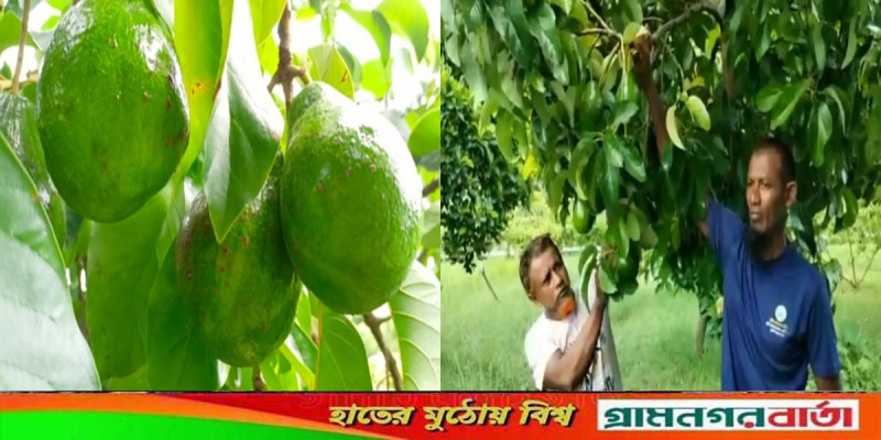 পৃথিবীর অন্যতম পুষ্টিকর ফল অ্যাভোকোডা চাষ মাদারীপুরে পৃথিবীর অন্যতম পুষ্টিকর ফল অ্যাভোকোডা চাষ মাদারীপুরে