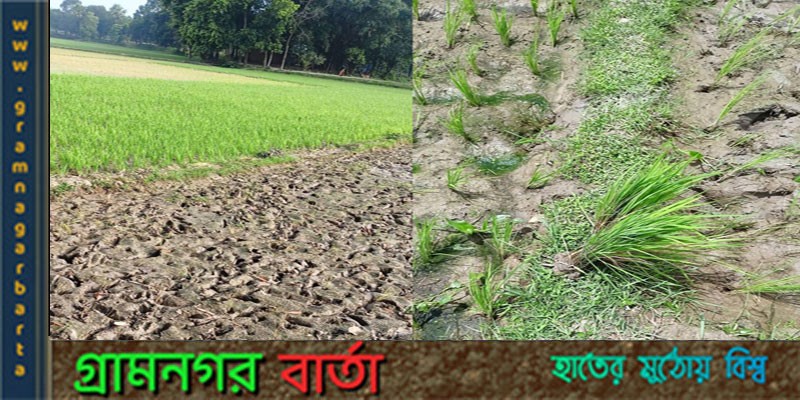 ধানের চারা গাছের সাথে এ কেমন শত্রুতা! ধানের চারা গাছের সাথে এ কেমন শত্রুতা!