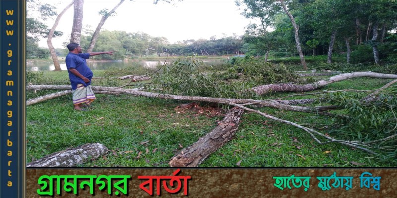 জমি নিয়ে বিরোধে গাছের সাথে শত্রুতা! জমি নিয়ে বিরোধে গাছের সাথে শত্রুতা!