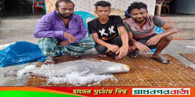 সাড়ে ১৯ কেজি ওজনের ভোল মাছ বিক্রি হল এক লাখ ৯০ হাজার টাকায় সাড়ে ১৯ কেজি ওজনের ভোল মাছ বিক্রি হল এক লাখ ৯০ হাজার টাকায়