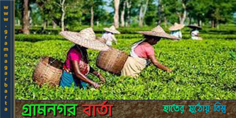 প্রধানমন্ত্রীর আশ্বাসে চা- শ্রমিকদের ধর্মঘট প্রত্যাহার প্রধানমন্ত্রীর আশ্বাসে চা- শ্রমিকদের ধর্মঘট প্রত্যাহার