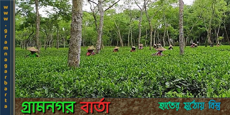 দৈনিক মজুরি ৪৫০-৭০০ টাকা পাচ্ছেন উত্তরাঞ্চলের চা শ্রমিকরা দৈনিক মজুরি ৪৫০-৭০০ টাকা পাচ্ছেন উত্তরাঞ্চলের চা শ্রমিকরা