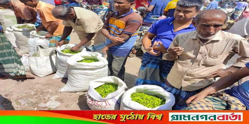 মহাস্থানে কাঁচা মরিচের পর্যাপ্ত আমদানিতে দামে স্বস্তিতে ক্রেতারা মহাস্থানে কাঁচা মরিচের পর্যাপ্ত আমদানিতে দামে স্বস্তিতে ক্রেতারা