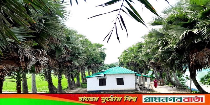 নন্দীগ্রামে আশ্রয়ণের ঘরের শোভা বাড়াচ্ছে সারি সারি তালগাছ নন্দীগ্রামে আশ্রয়ণের ঘরের শোভা বাড়াচ্ছে সারি সারি তালগাছ