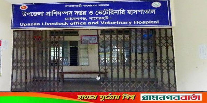 বাগেরহাটের প্রাণিসম্পদ অফিসে ভ্যাকসিন সংকট, ভোগান্তিতে খামারীরা বাগেরহাটের প্রাণিসম্পদ অফিসে ভ্যাকসিন সংকট, ভোগান্তিতে খামারীরা