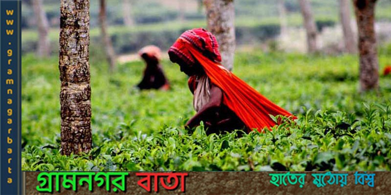 কাজে যোগ দিয়েছেন চা শ্রমিকরা কাজে যোগ দিয়েছেন চা শ্রমিকরা