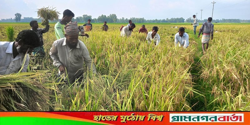 আউশ ধানের ফলন ও দামে খুশি কৃষক আউশ ধানের ফলন ও দামে খুশি কৃষক