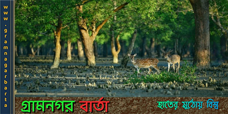 পহেলা সেপ্টেম্বর থেকে উঠে যাচ্ছে সুন্দরবনে প্রবেশের নিষেধাজ্ঞা পহেলা সেপ্টেম্বর থেকে উঠে যাচ্ছে সুন্দরবনে প্রবেশের নিষেধাজ্ঞা