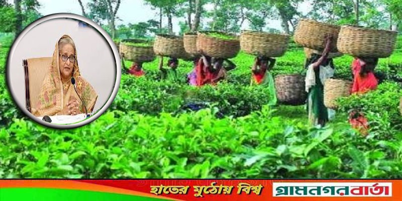 আজ চা শ্রমিকদের সঙ্গে কথা বলবেন প্রধানমন্ত্রী আজ চা শ্রমিকদের সঙ্গে কথা বলবেন প্রধানমন্ত্রী