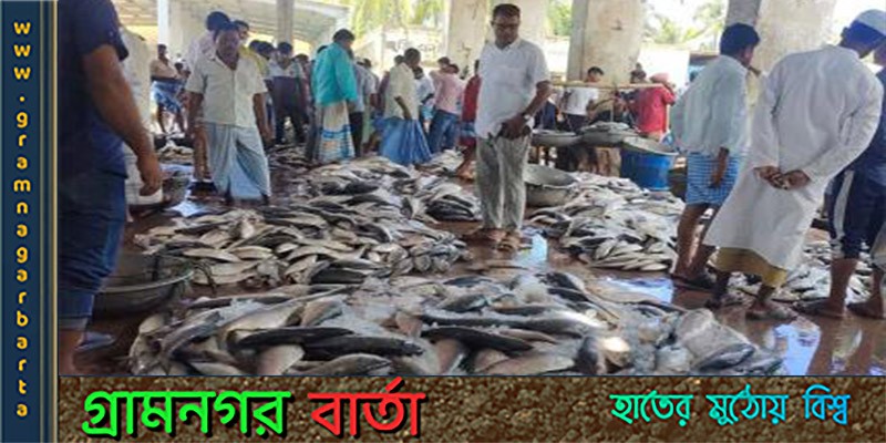 ঝাঁকে ঝাঁকে ধরা পড়ছে ইলিশ, স্বস্তিতে জেলেরা ঝাঁকে ঝাঁকে ধরা পড়ছে ইলিশ, স্বস্তিতে জেলেরা