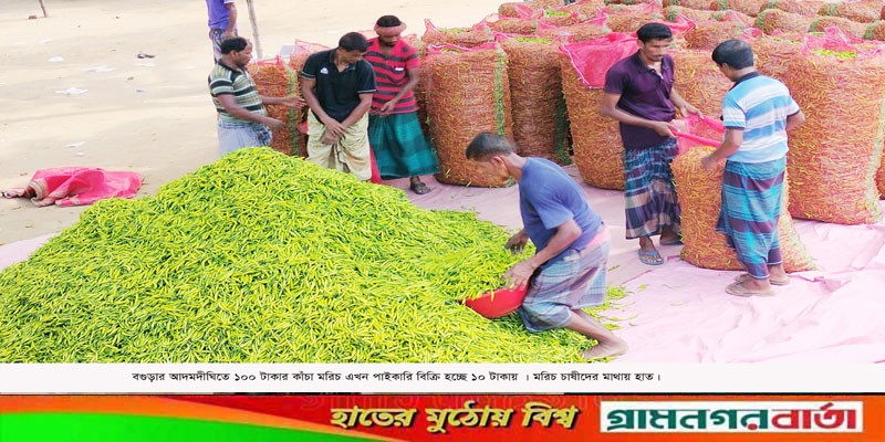 আদমদীঘিতে এখন কাঁচা মরিচের কেজি ১০ টাকা আদমদীঘিতে এখন কাঁচা মরিচের কেজি ১০ টাকা