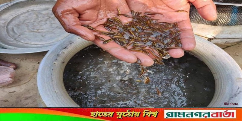 আদমদীঘিতে নিষিদ্ধ আফ্রিকান মাগুরের দুই লক্ষাধিক পোনা জব্দ আদমদীঘিতে নিষিদ্ধ আফ্রিকান মাগুরের দুই লক্ষাধিক পোনা জব্দ