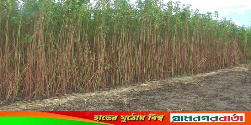 ভাঙ্গায় কৃষকদের মাঝে জনপ্রিয় হয়ে উঠছে রবি-১ জাতের পাট ভাঙ্গায় কৃষকদের মাঝে জনপ্রিয় হয়ে উঠছে রবি-১ জাতের পাট