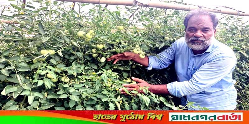 বেগুন গাছে গ্রাফটিং করে টমেটো চাষ, ফলনে বাজিমাত বেগুন গাছে গ্রাফটিং করে টমেটো চাষ, ফলনে বাজিমাত