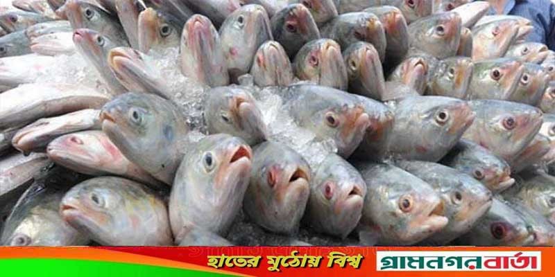 ২২ দিন ইলিশ ধরা-বিক্রি নিষিদ্ধ ২২ দিন ইলিশ ধরা-বিক্রি নিষিদ্ধ