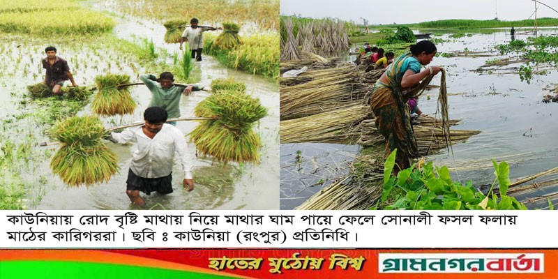 কাউনিয়ায় সোনালী ফসল উৎপাদনের কারিগরা মাঠে ফসল ফলায় কাউনিয়ায় সোনালী ফসল উৎপাদনের কারিগরা মাঠে ফসল ফলায়