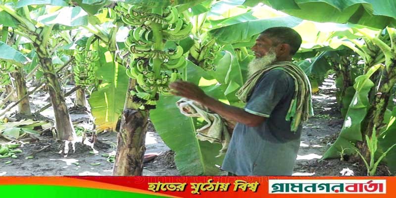 মেহেরপুরে ১৫ বিঘা জমির কলা তসরুপ মেহেরপুরে ১৫ বিঘা জমির কলা তসরুপ