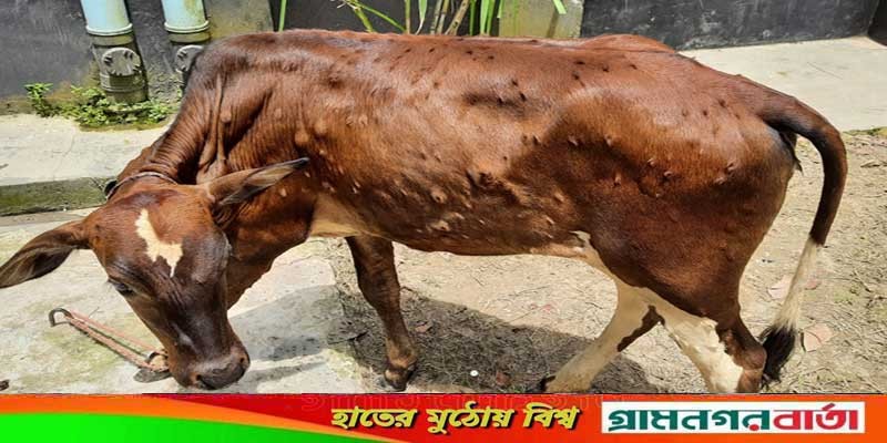 আদমদীঘিতে লাম্পিস্কিন রোগে গরু আক্রান্ত, খামারিদের মাঝে আতংক আদমদীঘিতে লাম্পিস্কিন রোগে গরু আক্রান্ত, খামারিদের মাঝে আতংক