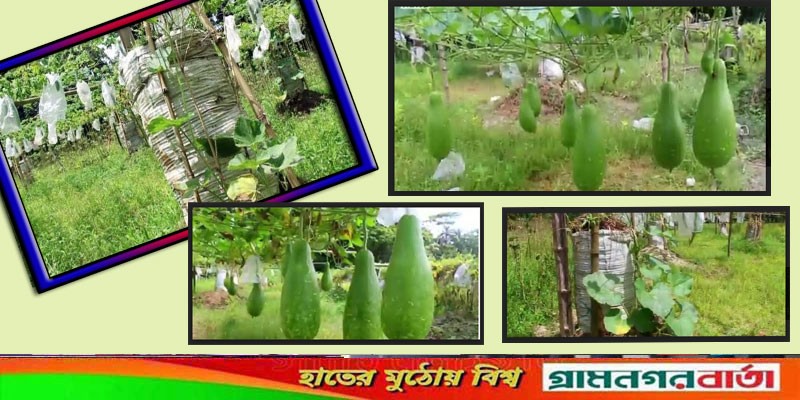 মাদারীপুরে বস্তা পদ্ধতিতে সবজি চাষ জনপ্রিয় হয়ে উঠছে মাদারীপুরে বস্তা পদ্ধতিতে সবজি চাষ জনপ্রিয় হয়ে উঠছে